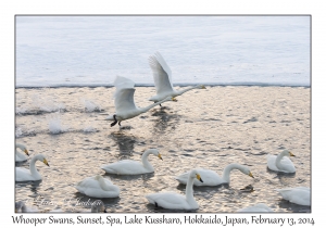 Whooper Swans