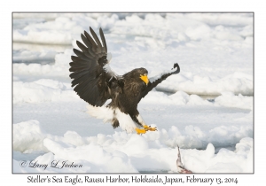 Steller's Sea Eagle