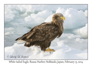 White-tailed Eagle