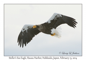 Steller's Sea Eagle