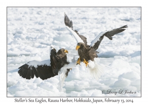 Steller's Sea Eagles