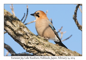 Eurasian Jay