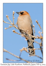 Eurasian Jay