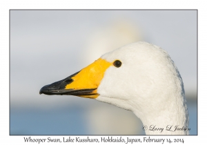 Whooper Swan