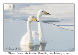 Whooper Swans