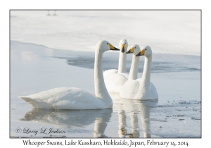 Whooper Swans