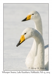 Whooper Swans