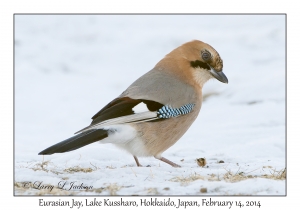 Eurasian Jay