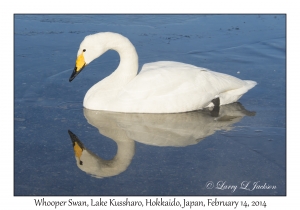 Whooper Swan