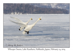 Whooper Swans