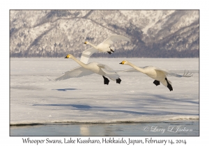 Whooper Swans