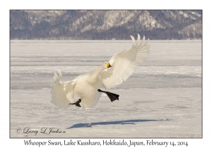 Whooper Swan