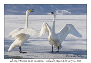 Whooper Swans