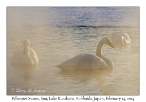 Whooper Swans