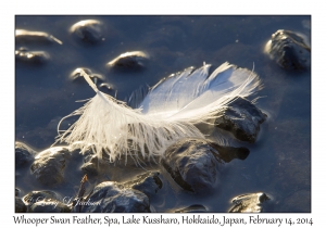 Whooper Swan feather