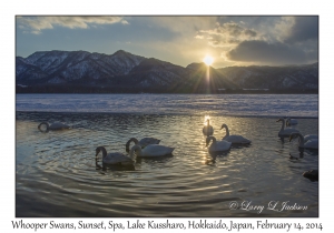 Whooper Swans