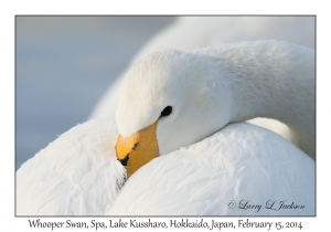 Whooper Swan