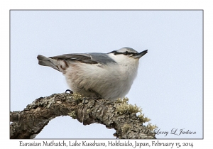 Eurasian Nuthatch