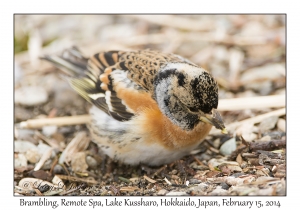 Brambling