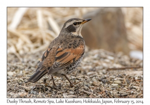 Dusky Thrush