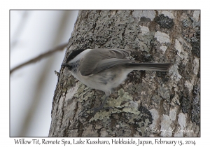 Willow Tit