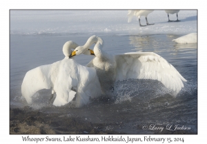 Whooper Swans