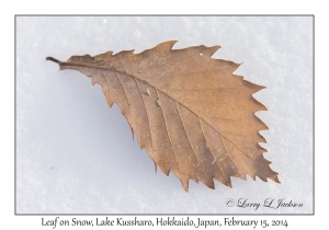 Leaf on Snow