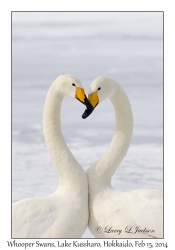 Whooper Swans