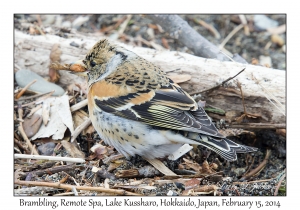 Brambling