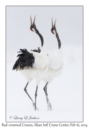 Red-crowned Cranes