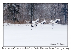 Red-crowned Cranes