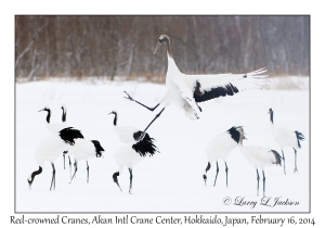 Red-crowned Cranes