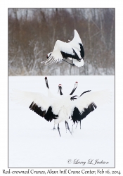 Red-crowned Cranes