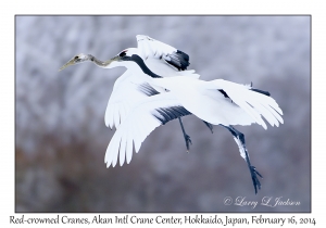 Red-crowned Cranes