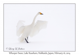 Whooper Swan