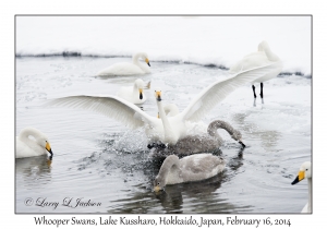 Whooper Swans