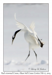 Red-crowned Crane