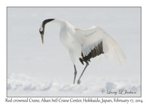 Red-crowned Crane