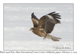 Black-eared Kite