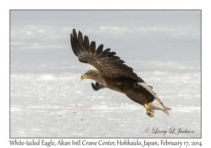 White-tailed Eagle