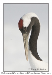 Red-crowned Crane