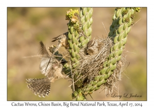 Cactus Wrens