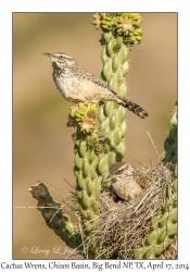 Cactus Wrens