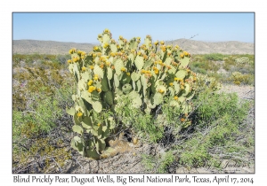 Blind Prickly Pear