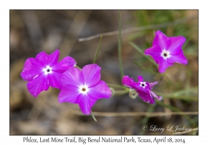 Phlox