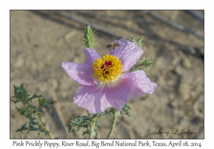 Pink Prickly Poppy