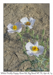 White Prickly Poppy