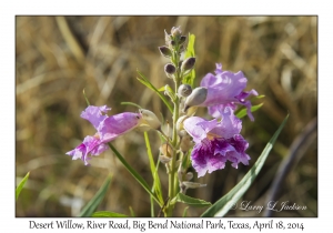 Desert Willow