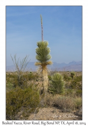 Beaked Yucca