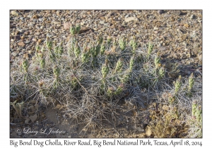 Big Bend Dog Cholla